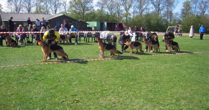 Avlskåring i Kreds 4 den 26. oktober 2025